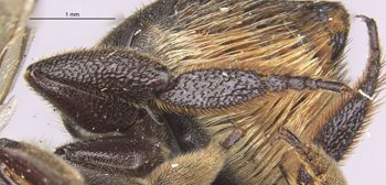 Media type: image;   Entomology 16212 Aspect: Leg hind
